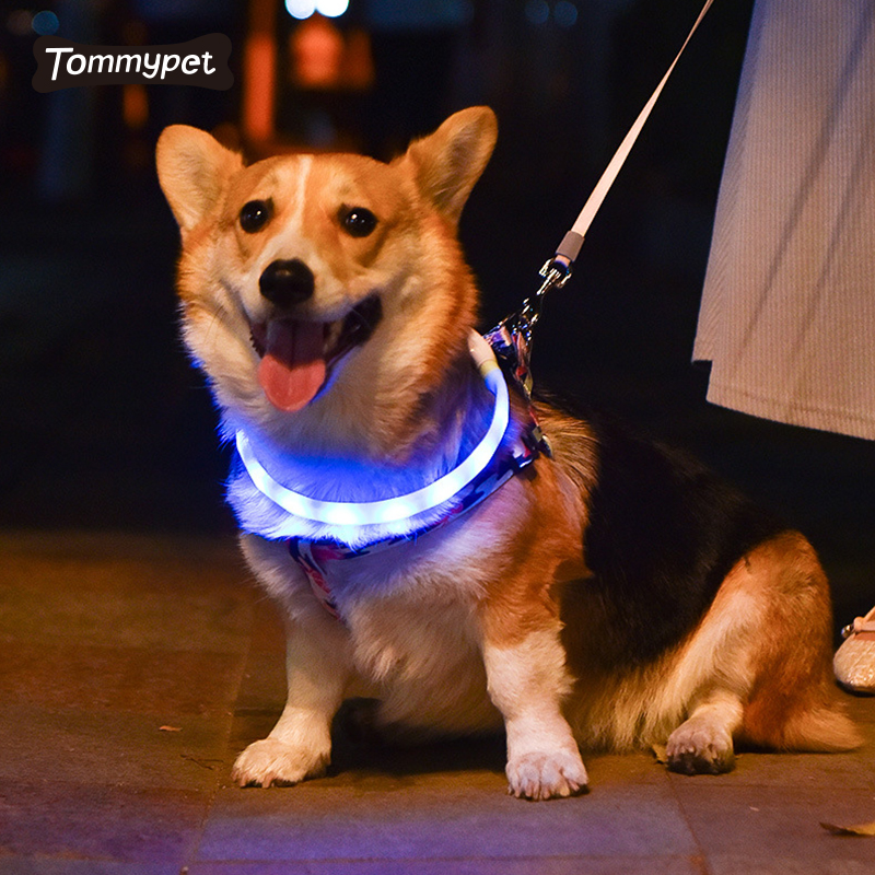 Einstellbare Gummi-USB-Lade-Glühen in der Nacht Katzenwelpen-sichere leuchtende blinkende Halskette LED-Lichter Hundehalsbänder